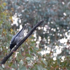 Coracina novaehollandiae (Black-faced Cuckooshrike) at Greenleigh, NSW - 16 May 2020 by LyndalT
