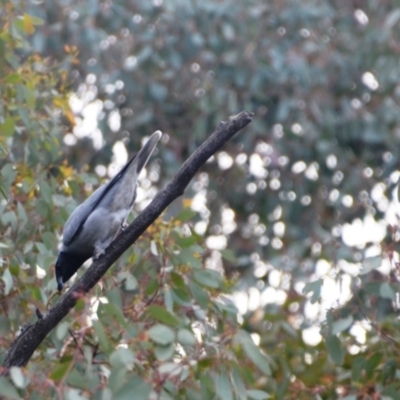 Coracina novaehollandiae (Black-faced Cuckooshrike) at Greenleigh, NSW - 16 May 2020 by LyndalT