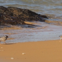 Charadrius rubricollis (Hooded Plover) at Murrah, NSW - 16 May 2020 by FionaG