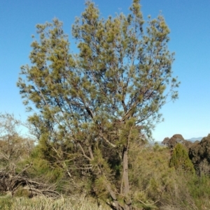 Allocasuarina littoralis at Dunlop, ACT - 15 May 2020