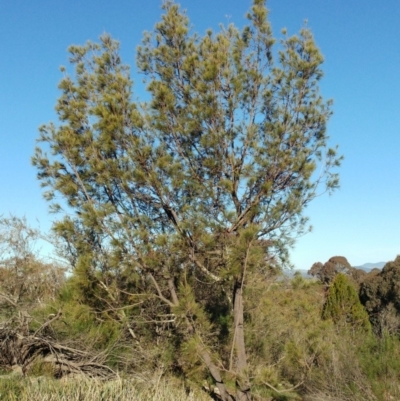 Allocasuarina littoralis (Black She-oak) at The Pinnacle - 15 May 2020 by sangio7