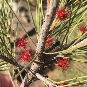 Allocasuarina littoralis at Dunlop, ACT - 15 May 2020