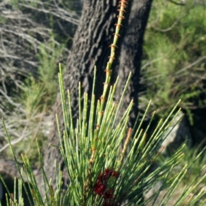 Allocasuarina littoralis at Dunlop, ACT - 15 May 2020