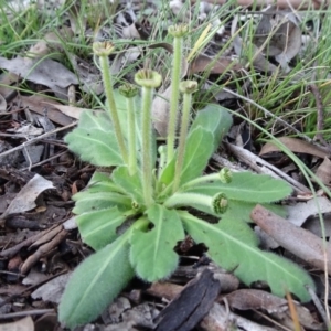 Solenogyne gunnii at Carwoola, NSW - 15 May 2020