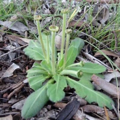 Solenogyne gunnii (Solengyne) at Carwoola, NSW - 15 May 2020 by JanetRussell