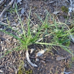 Eryngium ovinum (Blue Devil) at Stony Creek Nature Reserve - 15 May 2020 by JanetRussell