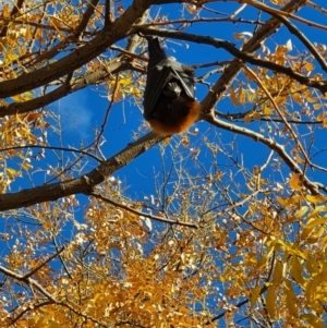 Pteropus poliocephalus at Stirling, ACT - 16 May 2020