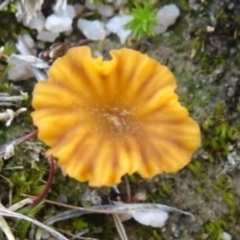 Lichenomphalia chromacea (Yellow Navel) at Tidbinbilla Nature Reserve - 16 May 2020 by Ranger788