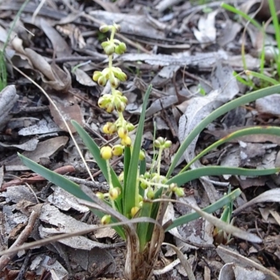 Lomandra filiformis subsp. coriacea (Wattle Matrush) at Stony Creek Nature Reserve - 15 May 2020 by JanetRussell