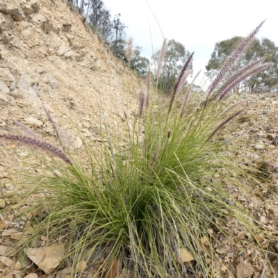 Cenchrus setaceus (African Fountain Grass) at Theodore, ACT - 16 May 2020 by owenh