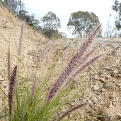 Cenchrus setaceus at Theodore, ACT - 16 May 2020