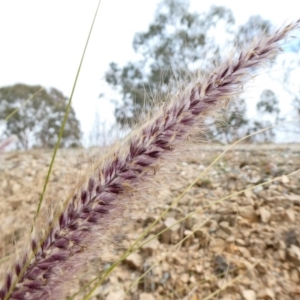 Cenchrus setaceus at Theodore, ACT - 16 May 2020