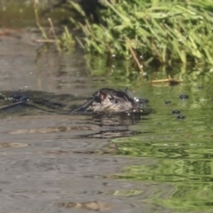 Hydromys chrysogaster at Acton, ACT - 13 May 2020