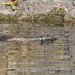 Hydromys chrysogaster at Acton, ACT - 13 May 2020