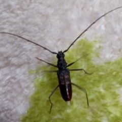 Phoracantha obscura (Longhorn Beetle) at Belconnen, ACT - 16 May 2020 by Christine