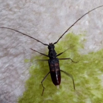 Phoracantha obscura (Longhorn Beetle) at Belconnen, ACT - 16 May 2020 by Christine