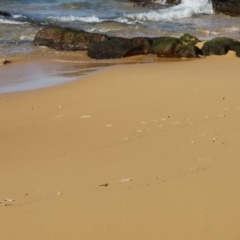 Unverified Marine Invertebrate at Murrah, NSW - 16 May 2020 by FionaG