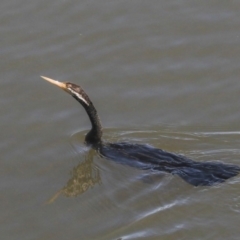 Anhinga novaehollandiae (Australasian Darter) at Acton, ACT - 13 May 2020 by Alison Milton