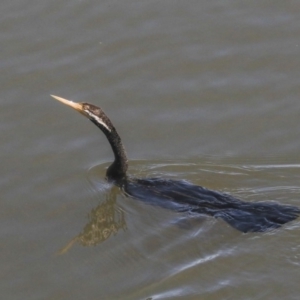 Anhinga novaehollandiae at Acton, ACT - 13 May 2020