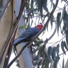 Callocephalon fimbriatum (Gang-gang Cockatoo) at Australian National University - 13 May 2020 by AlisonMilton