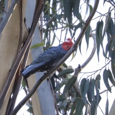 Callocephalon fimbriatum (Gang-gang Cockatoo) at Acton, ACT - 13 May 2020 by AlisonMilton