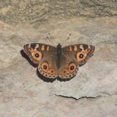 Junonia villida (Meadow Argus) at Mount Ainslie to Black Mountain - 13 May 2020 by AlisonMilton
