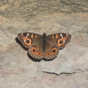 Junonia villida at Acton, ACT - 13 May 2020 01:18 PM