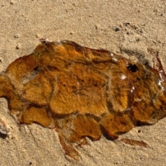 Unverified Anemone, Jellyfish or Comb Jelly (Cnidaria, Ctenophora) at Murrah, NSW - 16 May 2020 by FionaG