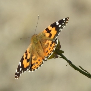 Vanessa kershawi at Googong Foreshore - 15 May 2020