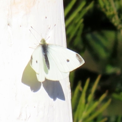 Pieris rapae (Cabbage White) at Googong, NSW - 15 May 2020 by RodDeb