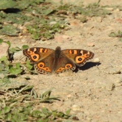 Junonia villida (Meadow Argus) at Yarrow, NSW - 15 May 2020 by RodDeb