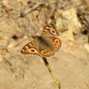 Junonia villida at Yarrow, NSW - 15 May 2020