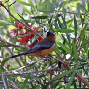 Acanthorhynchus tenuirostris at Googong, NSW - 15 May 2020