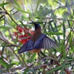 Acanthorhynchus tenuirostris at Googong, NSW - 15 May 2020