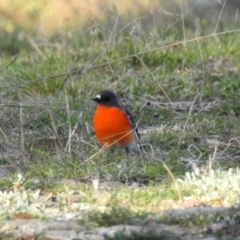 Petroica phoenicea (Flame Robin) at Googong, NSW - 15 May 2020 by RodDeb