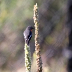 Petroica phoenicea at Googong, NSW - 15 May 2020 12:37 PM