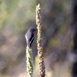 Petroica phoenicea at Googong, NSW - 15 May 2020 12:37 PM