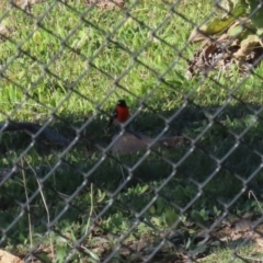 Petroica phoenicea at Googong, NSW - 15 May 2020 12:37 PM