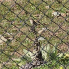 Petroica phoenicea at Googong, NSW - 15 May 2020 12:37 PM