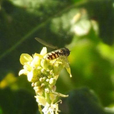 Simosyrphus grandicornis (Common hover fly) at Googong, NSW - 15 May 2020 by RodDeb