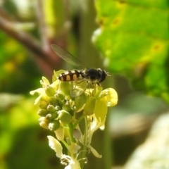 Melangyna viridiceps at Googong, NSW - 15 May 2020 01:33 PM