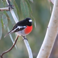 Petroica boodang (Scarlet Robin) at Googong Foreshore - 15 May 2020 by RodDeb