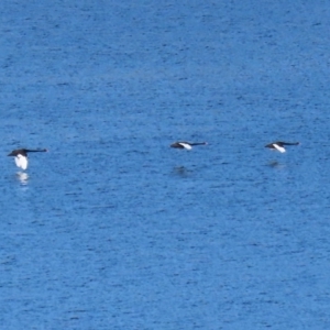 Cygnus atratus at Yarrow, NSW - 15 May 2020