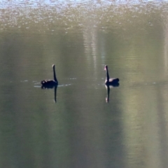 Cygnus atratus at Yarrow, NSW - 15 May 2020 12:09 PM