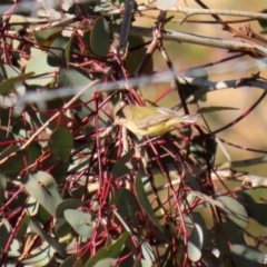 Smicrornis brevirostris (Weebill) at Googong Foreshore - 15 May 2020 by RodDeb