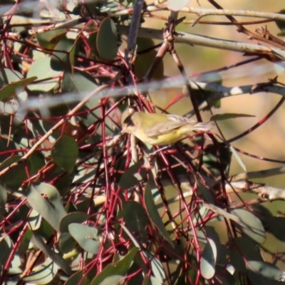 Smicrornis brevirostris (Weebill) at Googong Foreshore - 15 May 2020 by RodDeb