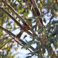 Ptilotula penicillata (White-plumed Honeyeater) at Googong, NSW - 15 May 2020 by RodDeb