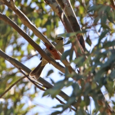 Ptilotula penicillata (White-plumed Honeyeater) at Googong Foreshore - 15 May 2020 by RodDeb