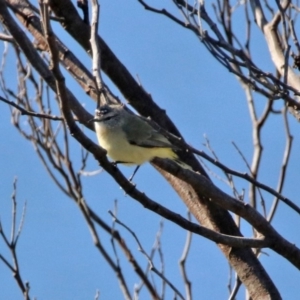 Acanthiza chrysorrhoa at Googong Foreshore - 15 May 2020 12:26 PM