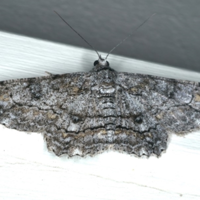 Cleora displicata (A Cleora Bark Moth) at Ainslie, ACT - 29 Nov 2019 by jb2602